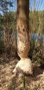 Ein Biber Baum