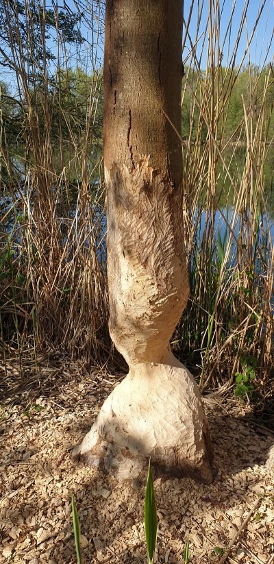 Ein Biber Baum