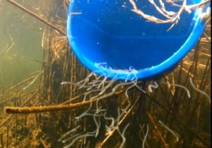 Ale im Wasser mit Eimere