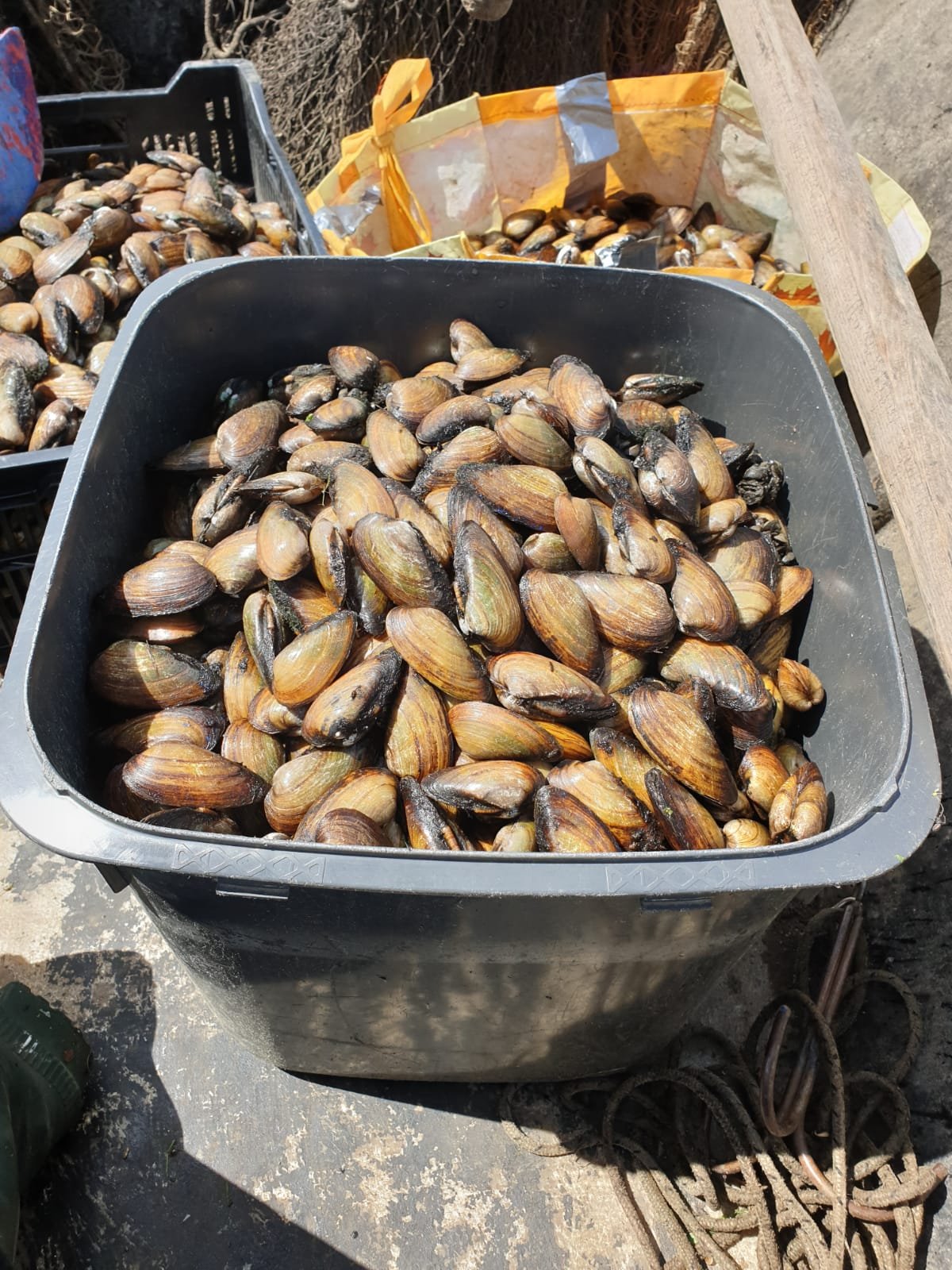 Flussmuscheln im Eimer