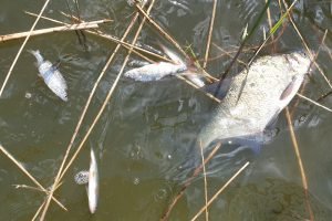 viele tote Weißfische im Wasser