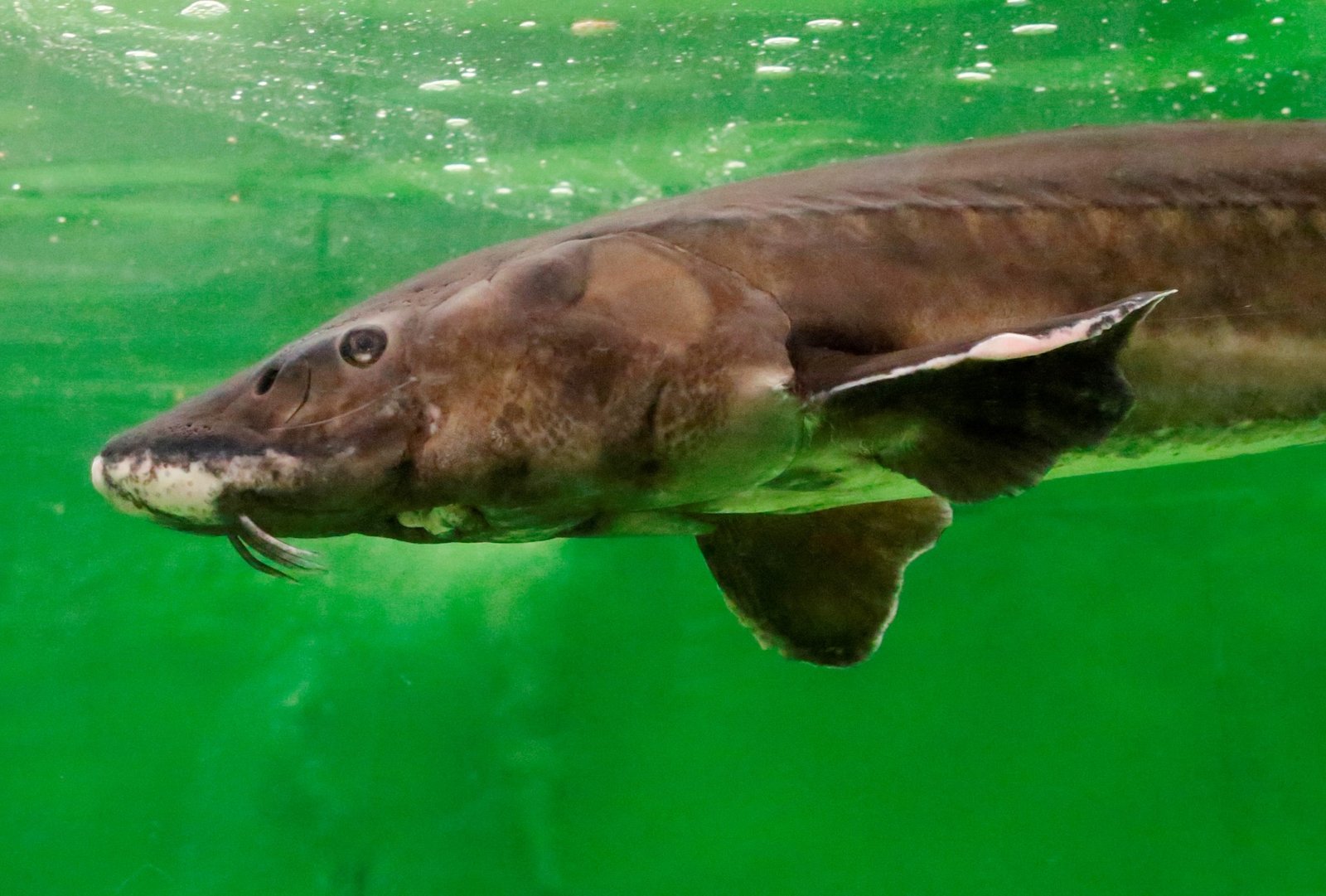 sterberisiko fische _ atlantischer stör