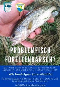 Plakat über den Problemfisch Forellenbarsch
