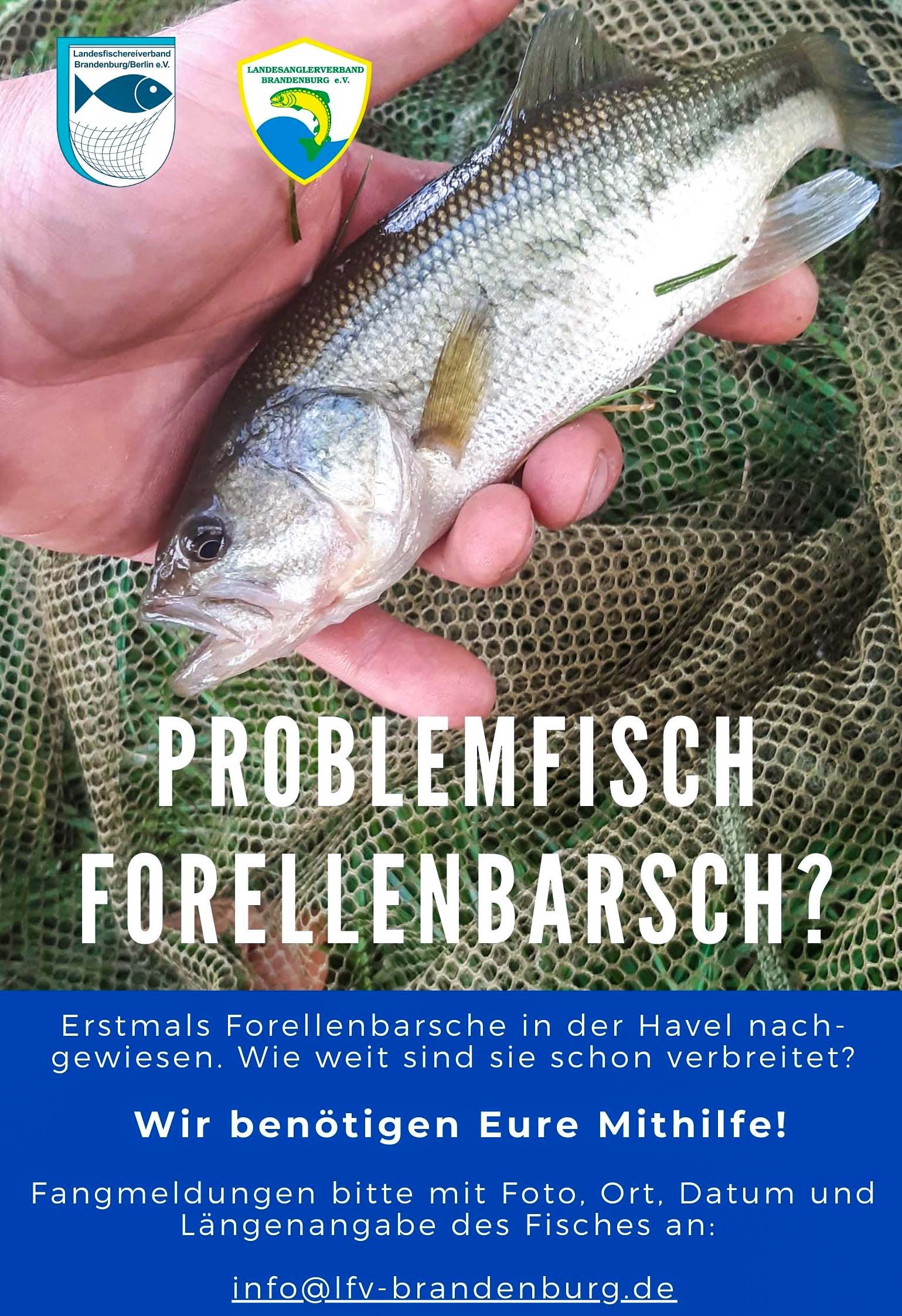 Plakat über den Problemfisch Forellenbarsch
